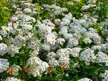Spiraea vanhouttei - (Prachtspiere),